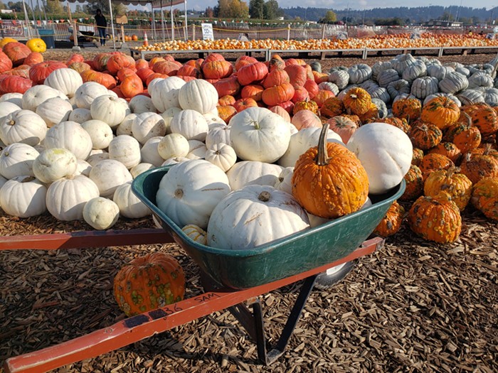 Seattle Pumpkin Patches and Farms Worth Visiting During Harvest Season, Even if You Don't Have Kids